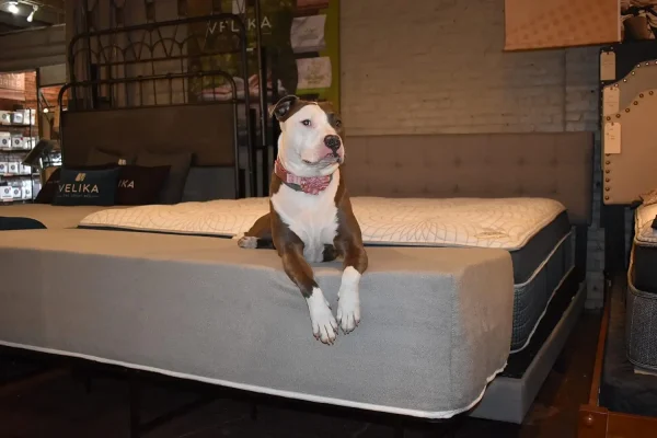 Elevated Dog Bed Next to Human Bed